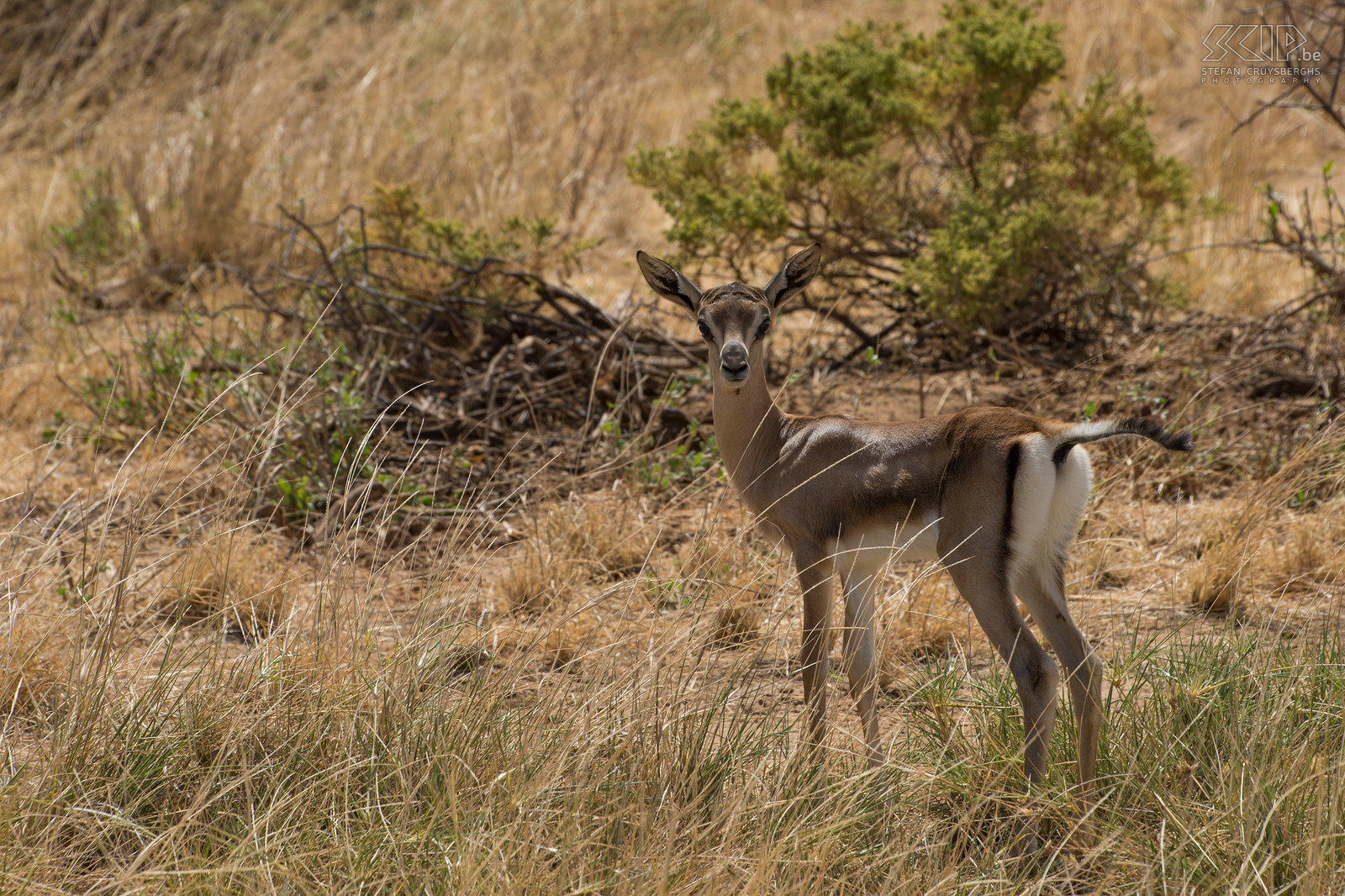 Samburu - Baby Grant gazelle Eén maand oude Grant gazelle (Nanger granti). Stefan Cruysberghs